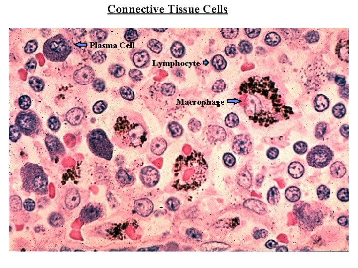 Connective Tissue Cells Plasma Cell Lymphocyte Macrophage 