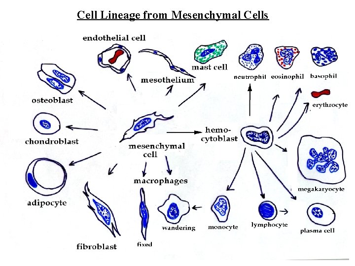Cell Lineage from Mesenchymal Cells 
