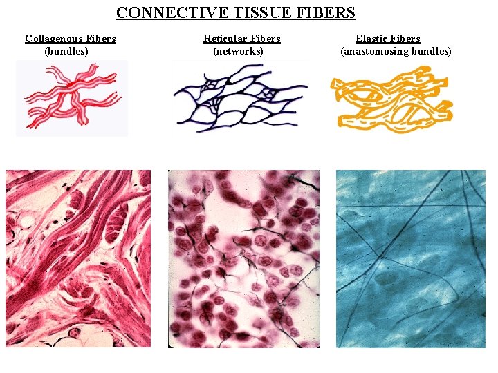 CONNECTIVE TISSUE FIBERS Collagenous Fibers (bundles) Reticular Fibers (networks) Elastic Fibers (anastomosing bundles) 