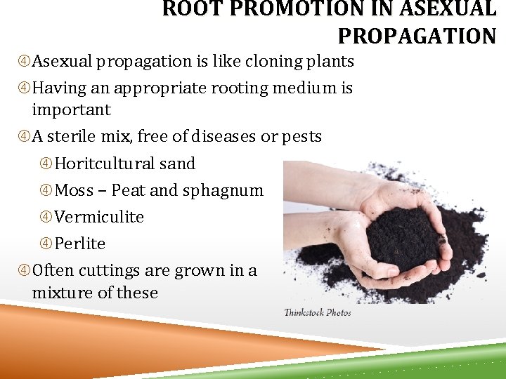 ROOT PROMOTION IN ASEXUAL PROPAGATION Asexual propagation is like cloning plants Having an appropriate