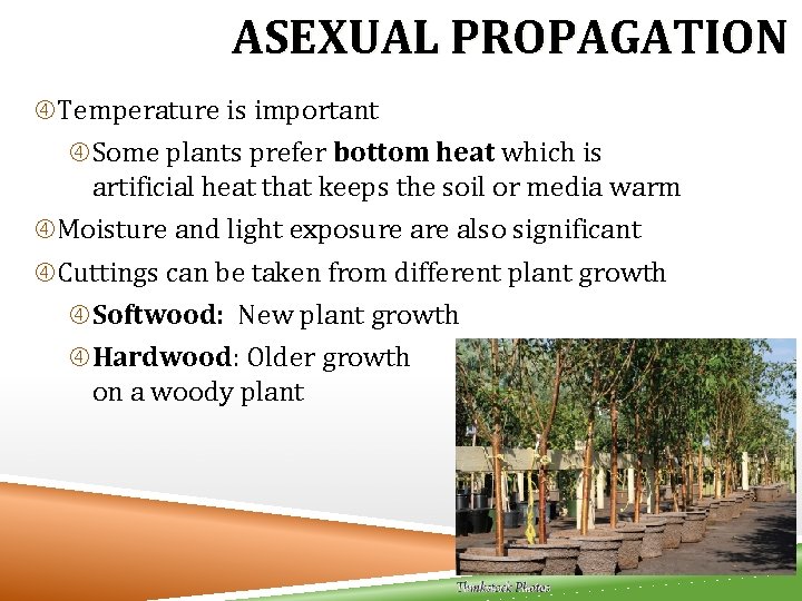 ASEXUAL PROPAGATION Temperature is important Some plants prefer bottom heat which is artificial heat