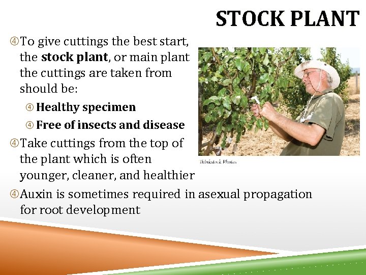 STOCK PLANT To give cuttings the best start, the stock plant, or main plant