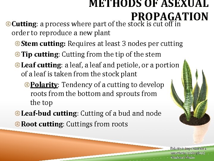 METHODS OF ASEXUAL PROPAGATION Cutting: a process where part of the stock is cut