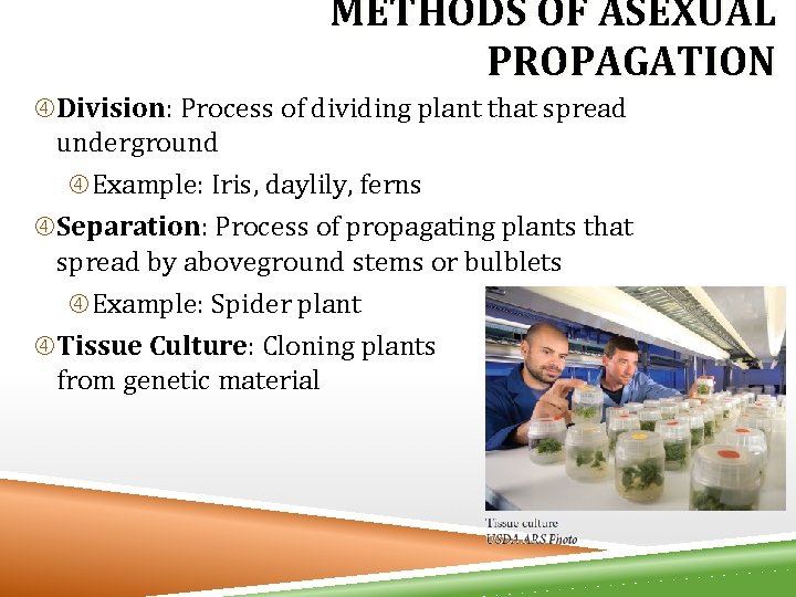 METHODS OF ASEXUAL PROPAGATION Division: Process of dividing plant that spread underground Example: Iris,