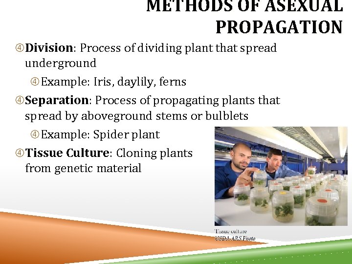 METHODS OF ASEXUAL PROPAGATION Division: Process of dividing plant that spread underground Example: Iris,