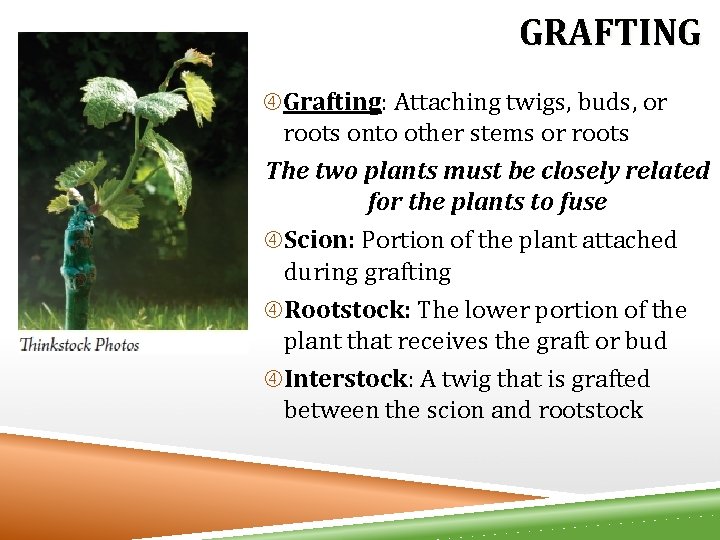 GRAFTING Grafting: Attaching twigs, buds, or roots onto other stems or roots The two