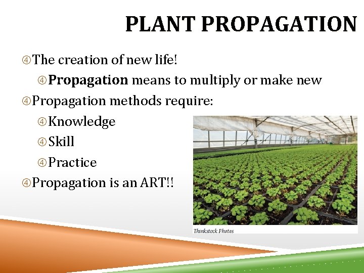 PLANT PROPAGATION The creation of new life! Propagation means to multiply or make new