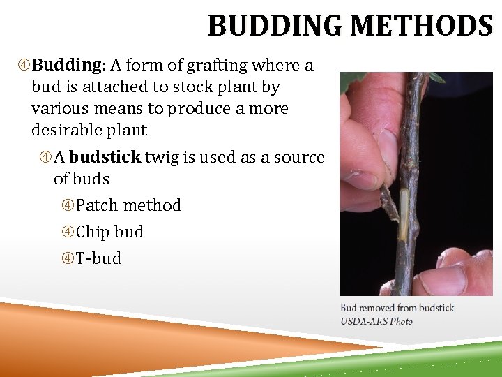 BUDDING METHODS Budding: A form of grafting where a bud is attached to stock