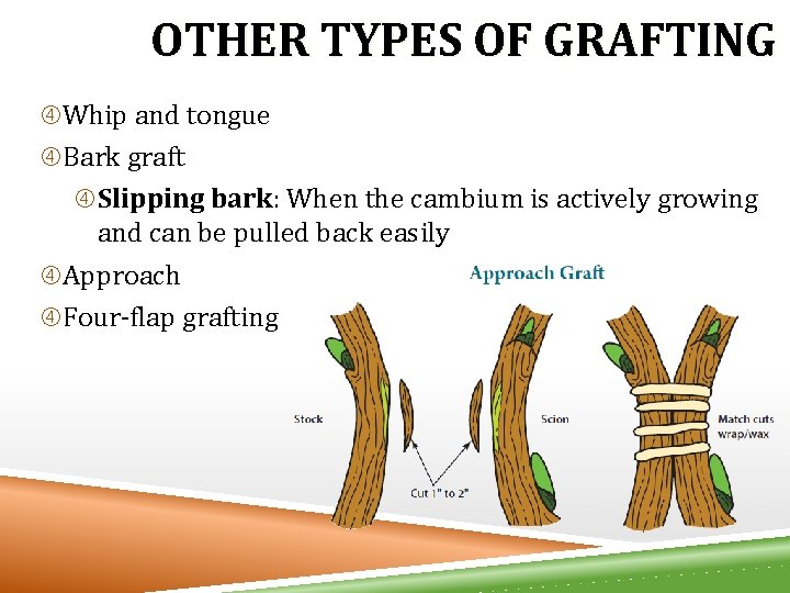 OTHER TYPES OF GRAFTING Whip and tongue Bark graft Slipping bark: When the cambium