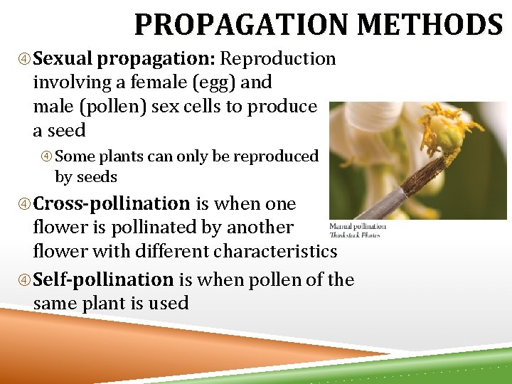 PROPAGATION METHODS Sexual propagation: Reproduction involving a female (egg) and male (pollen) sex cells