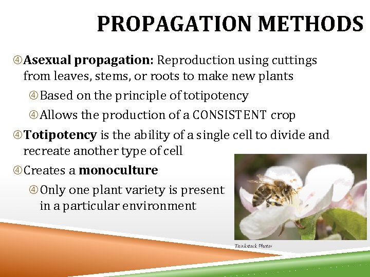 PROPAGATION METHODS Asexual propagation: Reproduction using cuttings from leaves, stems, or roots to make