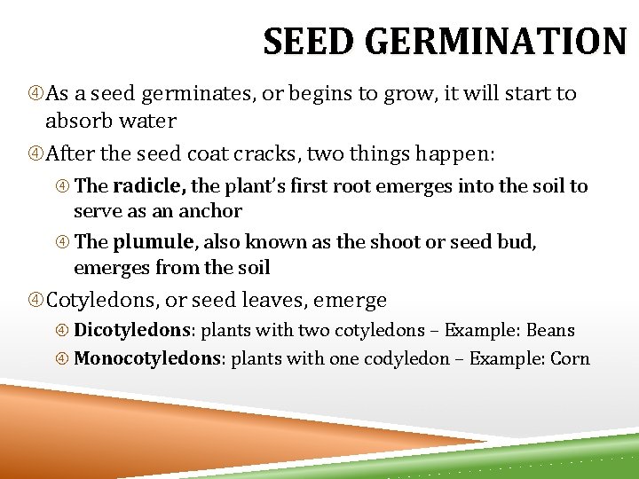 SEED GERMINATION As a seed germinates, or begins to grow, it will start to