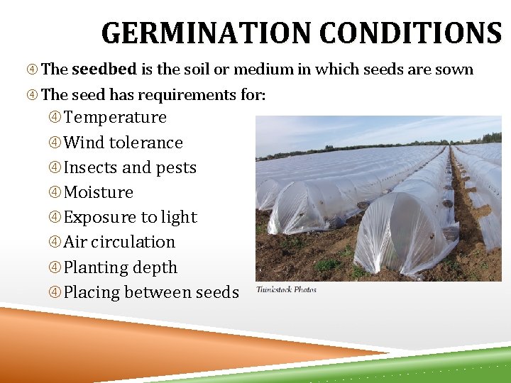 GERMINATION CONDITIONS The seedbed is the soil or medium in which seeds are sown