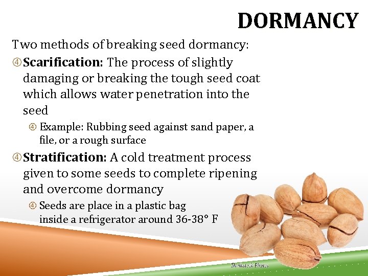 DORMANCY Two methods of breaking seed dormancy: Scarification: The process of slightly damaging or