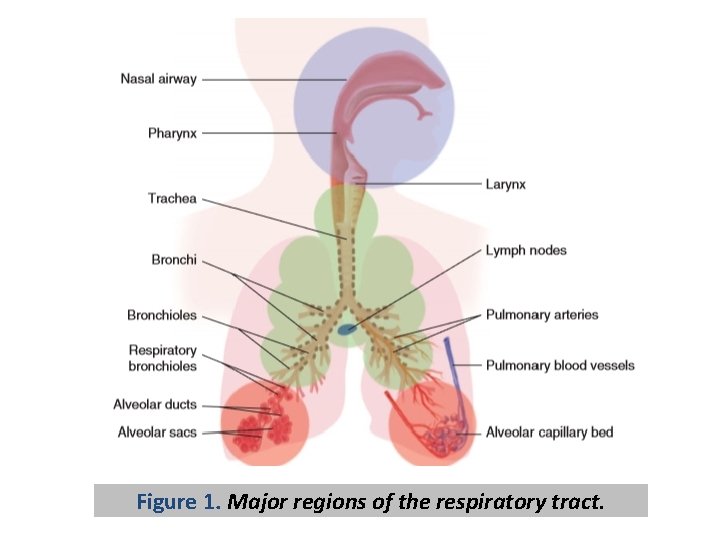 Figure 1. Major regions of the respiratory tract. 