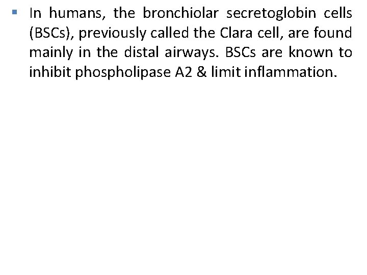 § In humans, the bronchiolar secretoglobin cells (BSCs), previously called the Clara cell, are