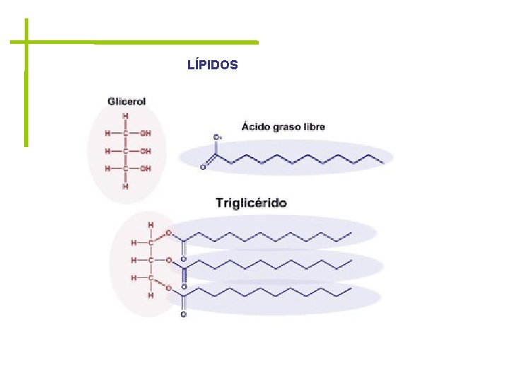 LÍPIDOS 