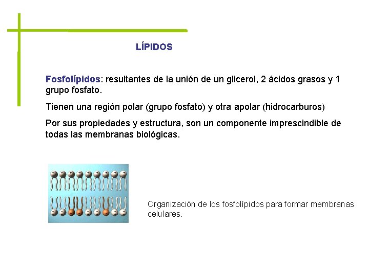 LÍPIDOS Fosfolípidos: resultantes de la unión de un glicerol, 2 ácidos grasos y 1