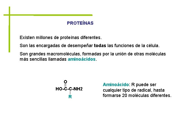 PROTEÍNAS Existen millones de proteínas diferentes. Son las encargadas de desempeñar todas las funciones