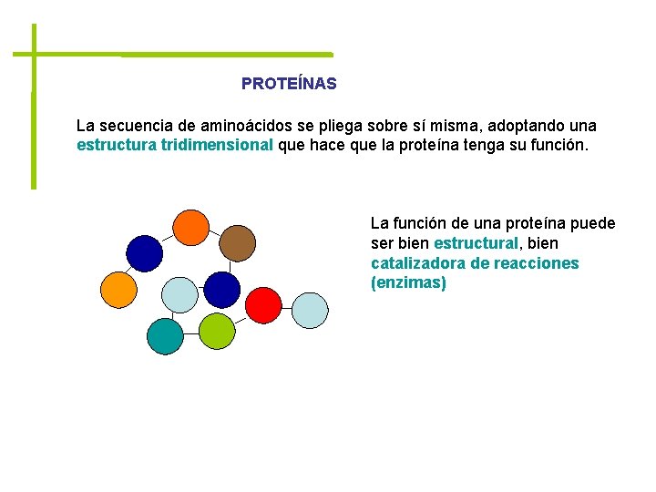 PROTEÍNAS La secuencia de aminoácidos se pliega sobre sí misma, adoptando una estructura tridimensional