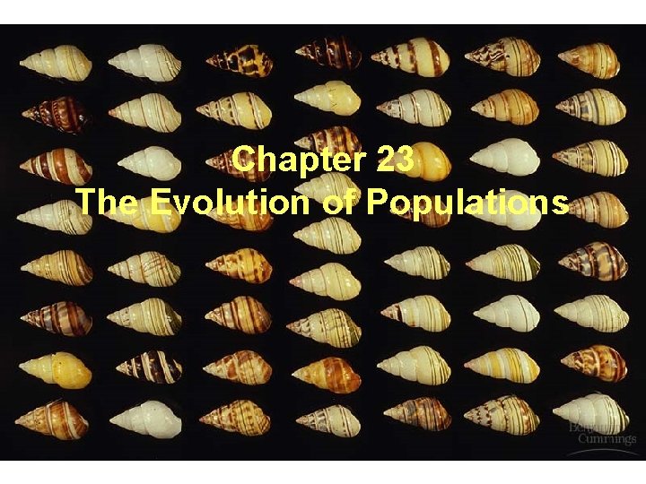 Chapter 23 The Evolution of Populations 