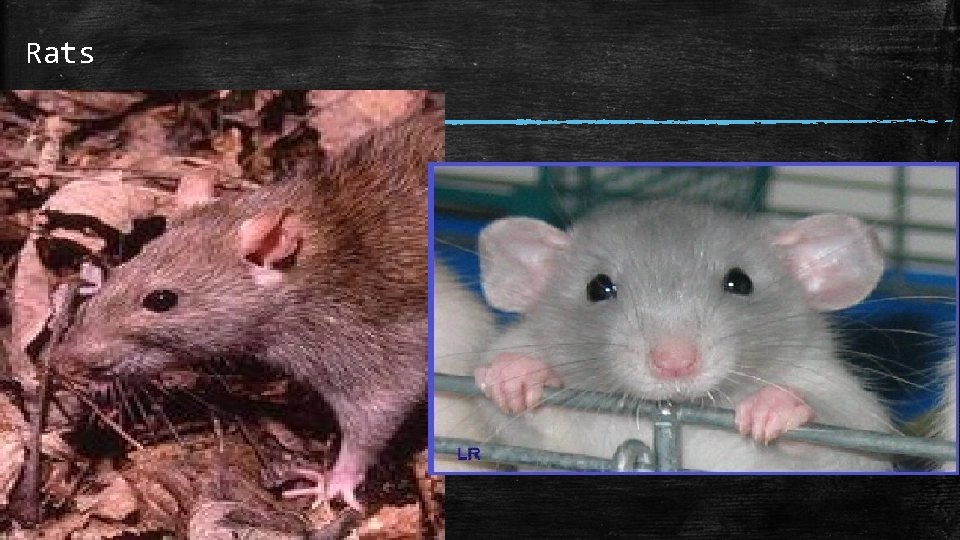 Rats Rats