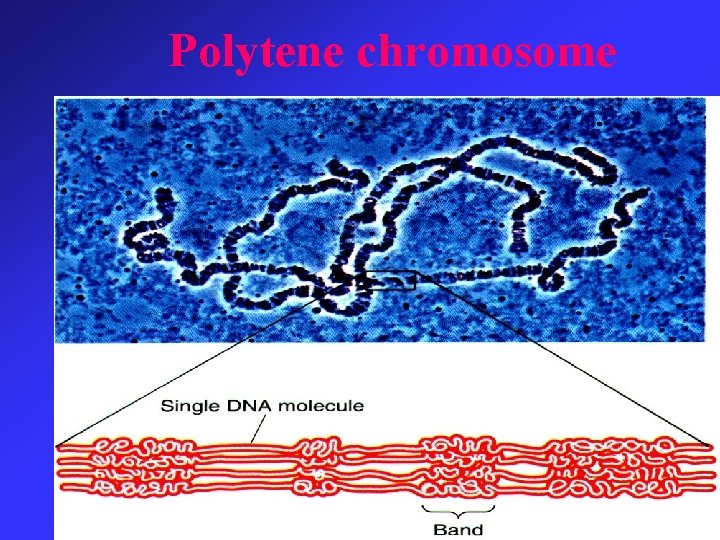 Polytene chromosome 