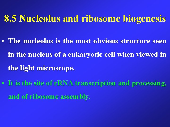 8. 5 Nucleolus and ribosome biogenesis • The nucleolus is the most obvious structure