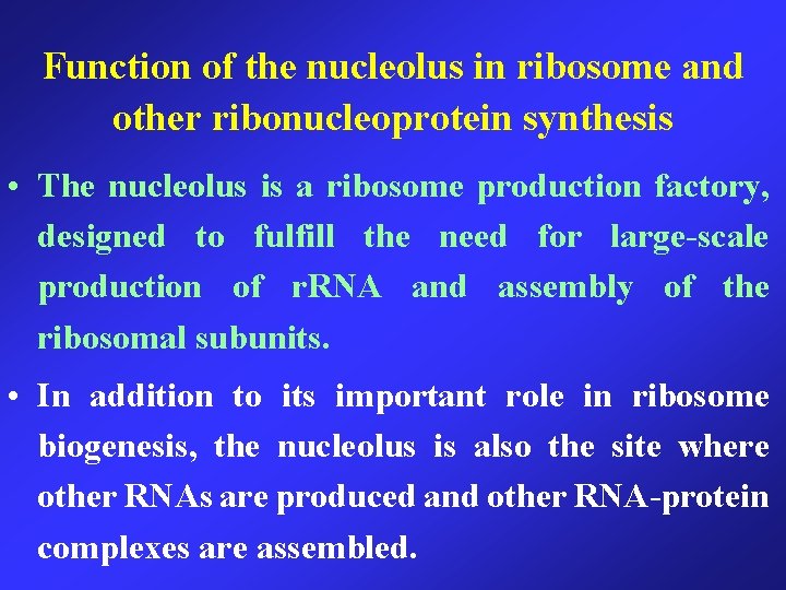 Function of the nucleolus in ribosome and other ribonucleoprotein synthesis • The nucleolus is
