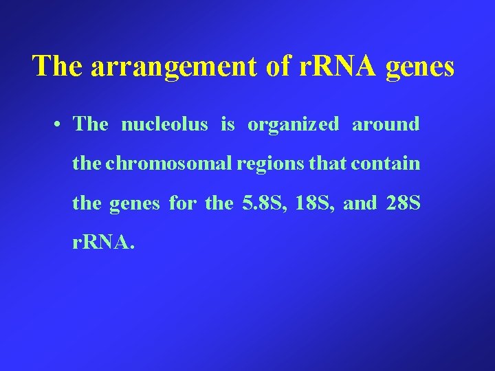 The arrangement of r. RNA genes • The nucleolus is organized around the chromosomal