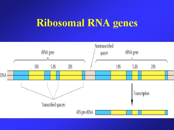 Ribosomal RNA genes 