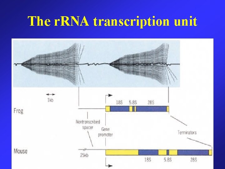 The r. RNA transcription unit 