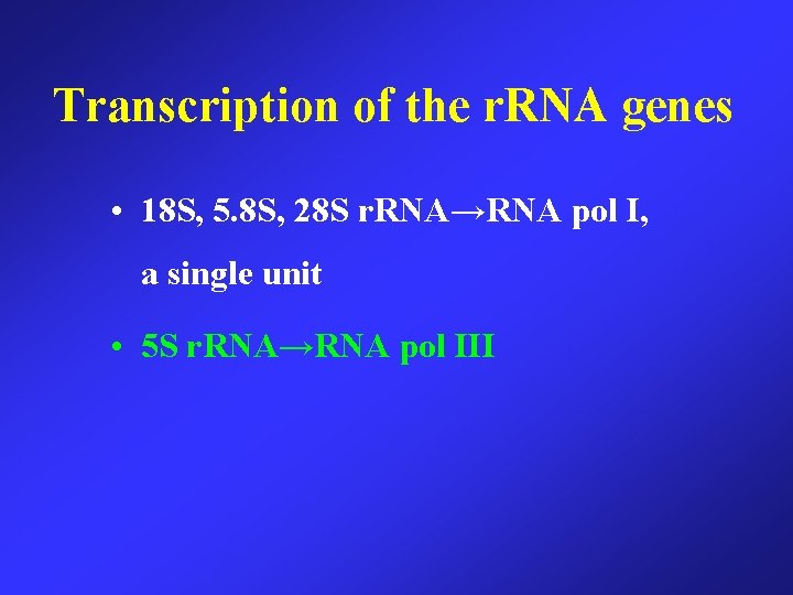 Transcription of the r. RNA genes • 18 S, 5. 8 S, 28 S