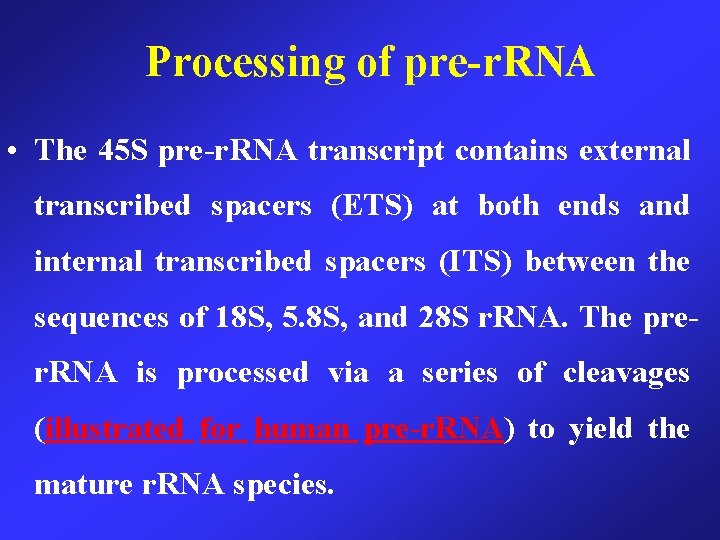 Processing of pre-r. RNA • The 45 S pre-r. RNA transcript contains external transcribed