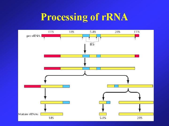 Processing of r. RNA 