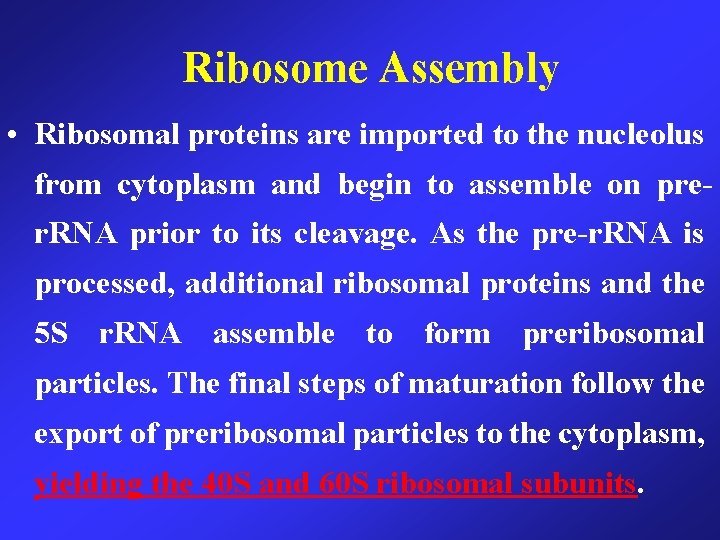 Ribosome Assembly • Ribosomal proteins are imported to the nucleolus from cytoplasm and begin