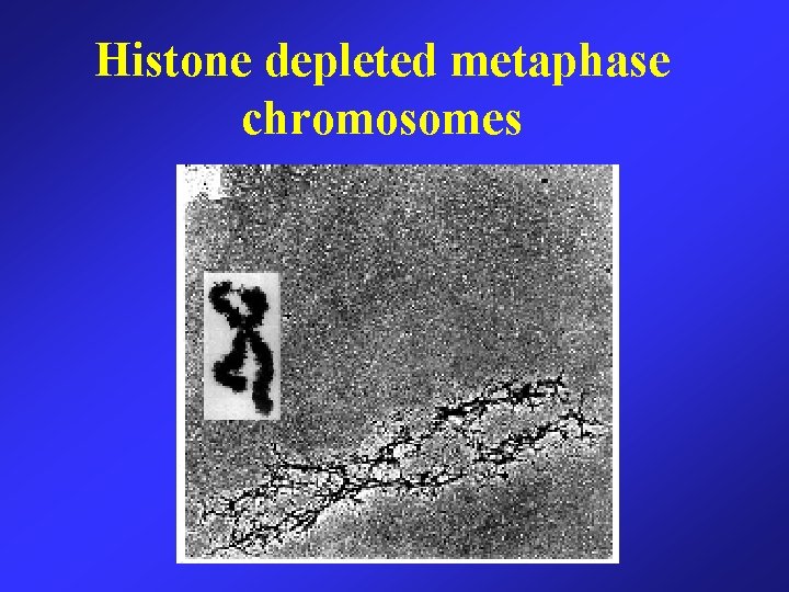 Histone depleted metaphase chromosomes 