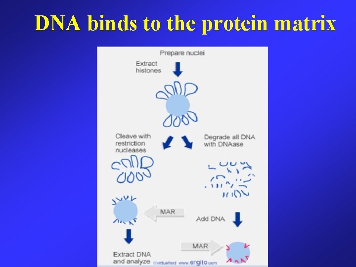 DNA binds to the protein matrix 