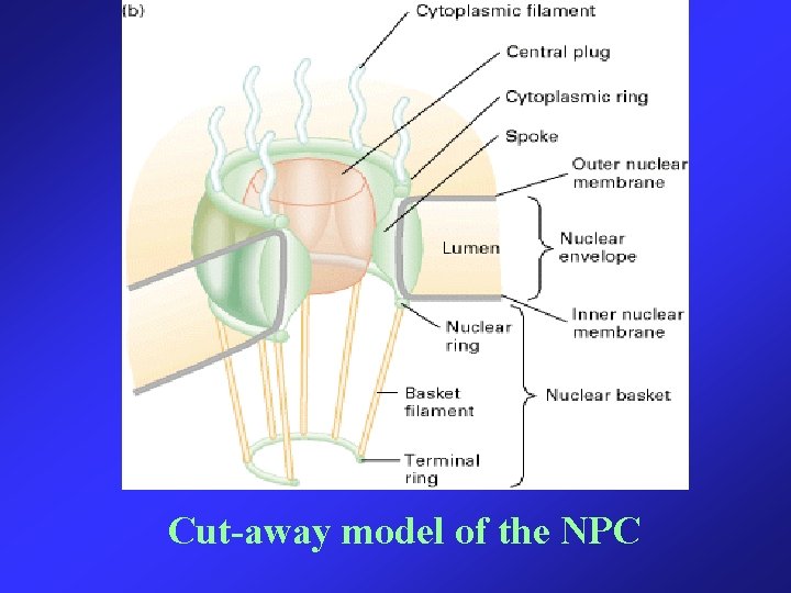 Cut-away model of the NPC 