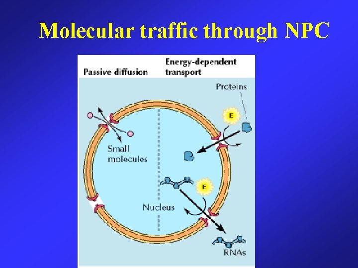 Molecular traffic through NPC 