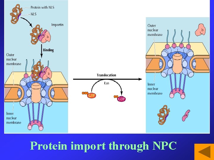 Protein import through NPC 