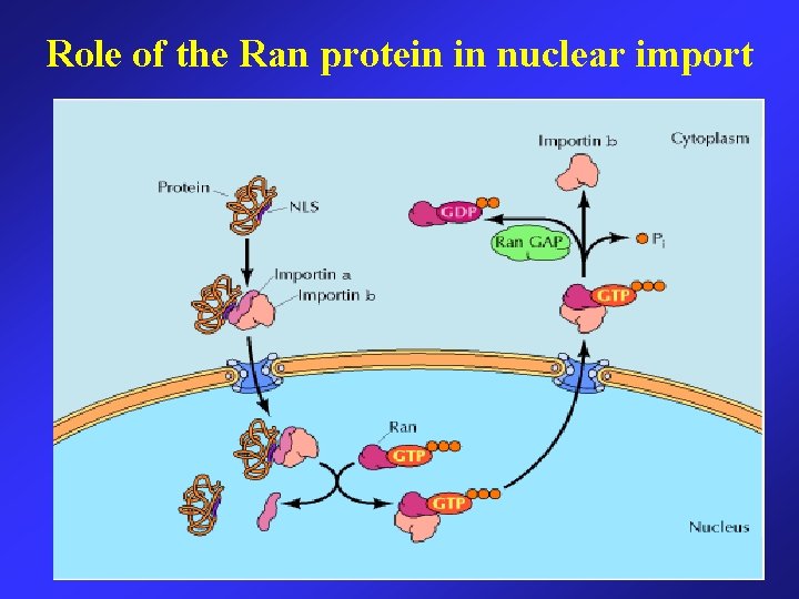 Role of the Ran protein in nuclear import 