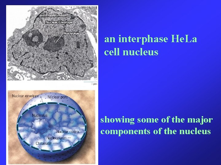 an interphase He. La cell nucleus showing some of the major components of the