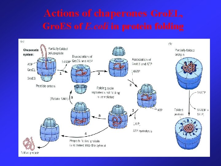 Actions of chaperones Gro. EL, Gro. ES of E. coli in protein folding 