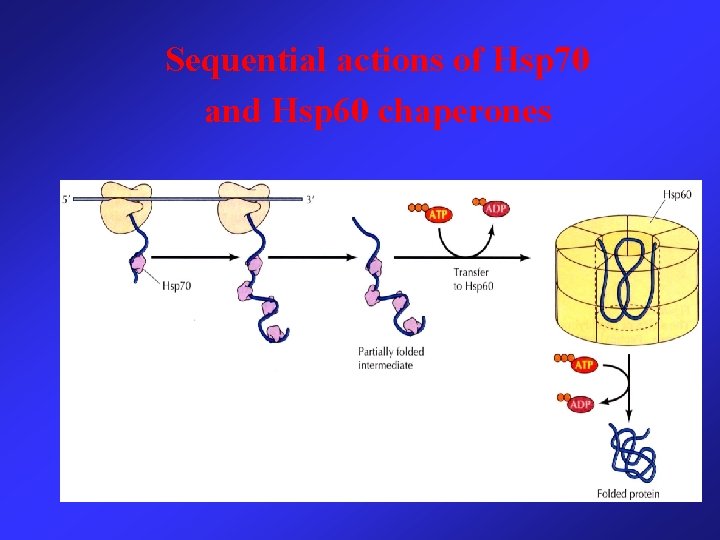 Sequential actions of Hsp 70 and Hsp 60 chaperones 