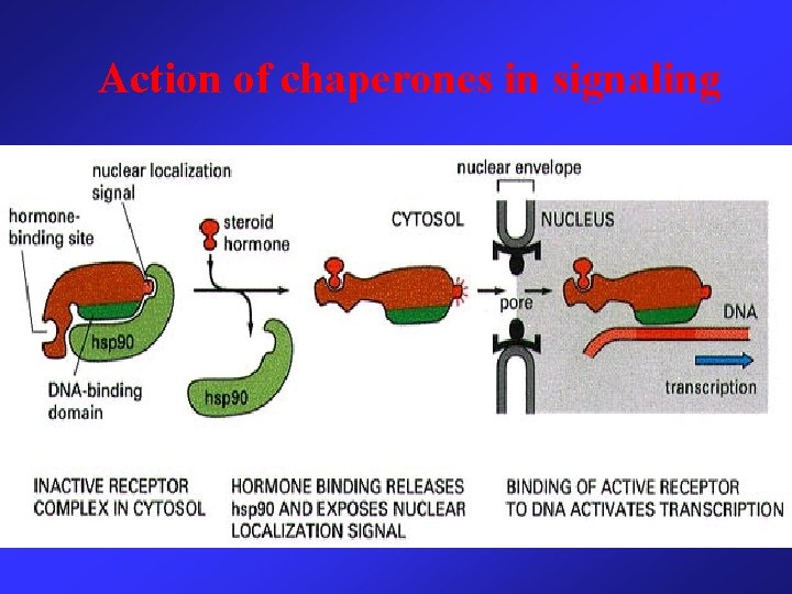 Action of chaperones in signaling 