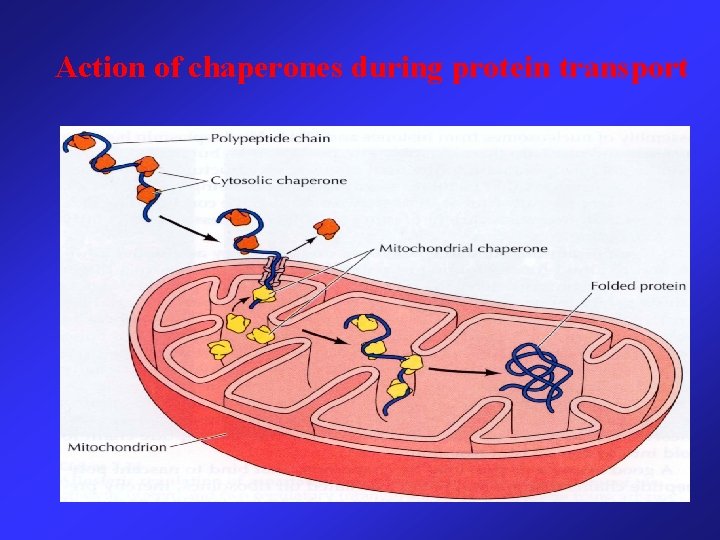 Action of chaperones during protein transport 