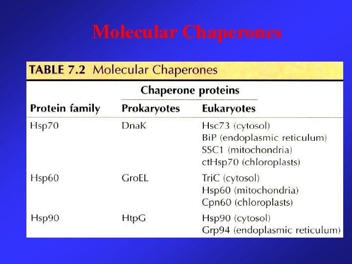 Molecular Chaperones 