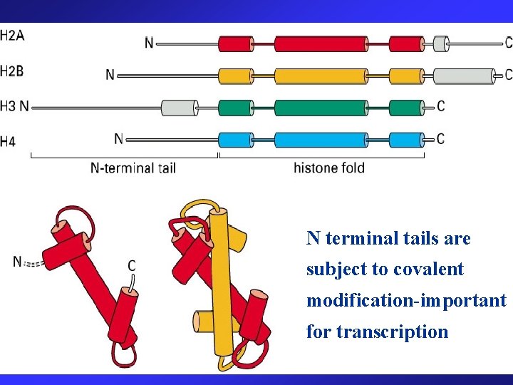 N terminal tails are subject to covalent modification-important for transcription 