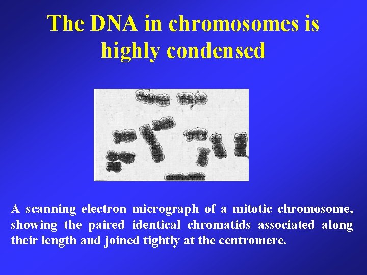 The DNA in chromosomes is highly condensed A scanning electron micrograph of a mitotic
